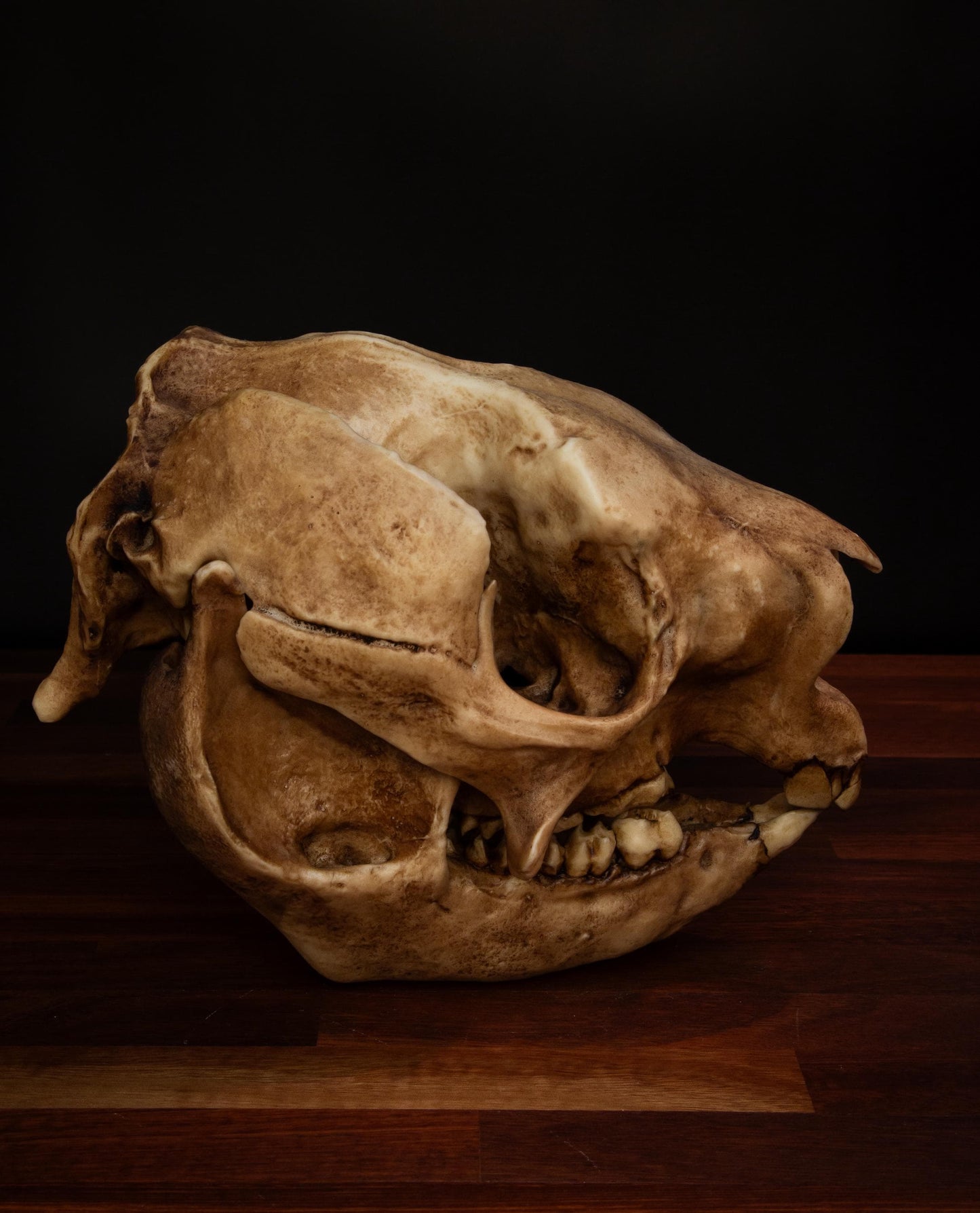 Procoptodon Goliah Skull Replica – Prehistoric Kangaroo Fossil Megafauna | Free World Wide Shipping
